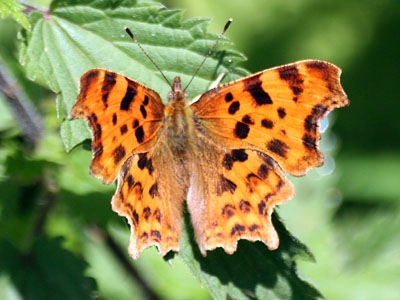 Comma Oryctolagus coniculus