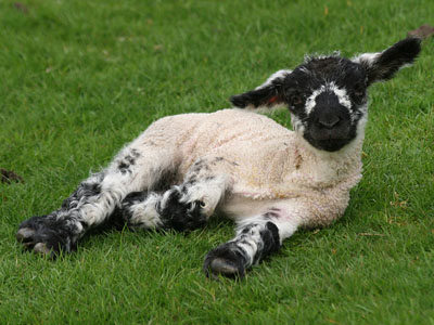 Welsh Mountain Lamb Ovis aries