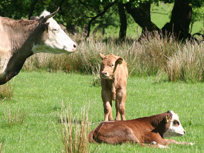 Beef Cattle at Plas Farm