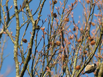 Coal Tit (Parus ater) in Beech Tree (Fagus sylvatica)