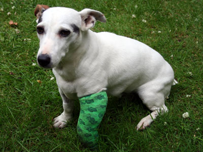 Holly with broken leg