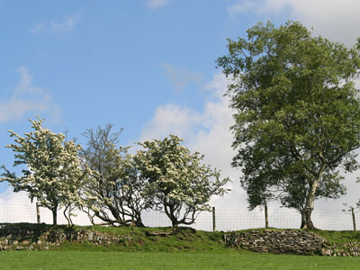 Hawthorn Crataegus mongyna