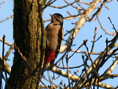 Greater Spotted Woodpecker Dendrocopos major