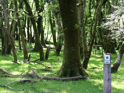 Sheep Grazed Woodland