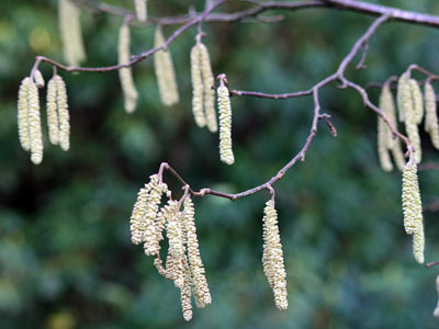 Hazel Catkins Corylus avellana