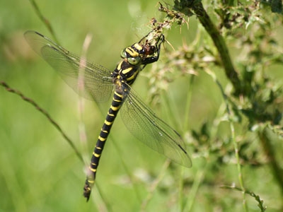 Golden Ringed Dragonfly Cordulegaster boltonii