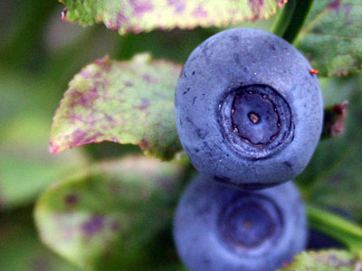 Whinberries Vaccinium Myrtillus