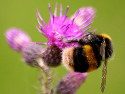 Buff-tailed Bumble Bee Bombus terrestris