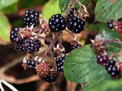 Blackberries Rubus fruticosus