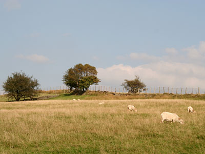 Welsh Mountain Sheep