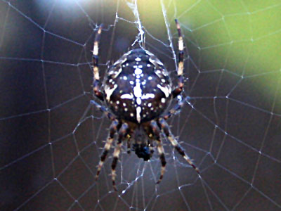 Garden Spider Araneus diadematus