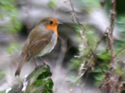 Robin Erithacus rubecula