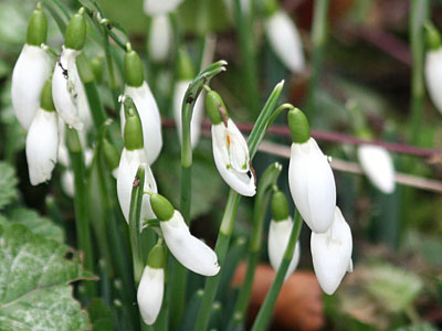 Common Snowdrop Galanthus nivalis