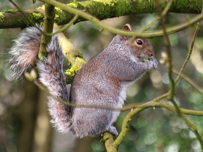 Grey Squirrel Sciurus carolinensis