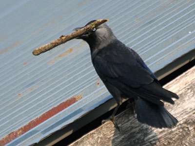 Jackdaw Corvus monedula