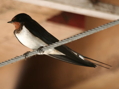 Swallow Hirundo rustica