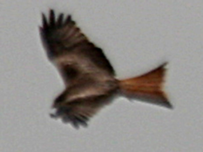 Red Kite