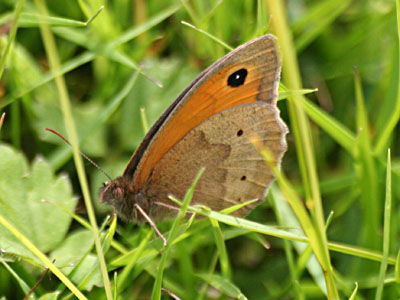 Meadow Brown Butterfly Maniola jurtina