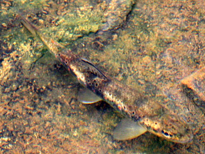 Brown Trout Salmo trutta