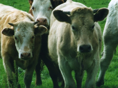 Grassland Cows