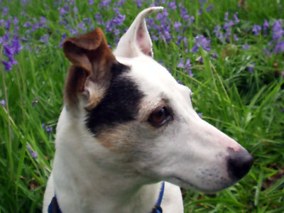 Holly in bluebells