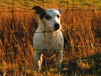 Holly at farm boundary