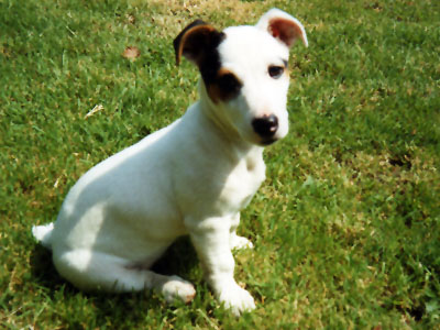 Holly as a pup
