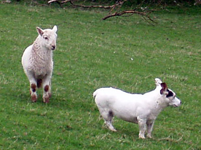 Holly being rounded up by a lamb