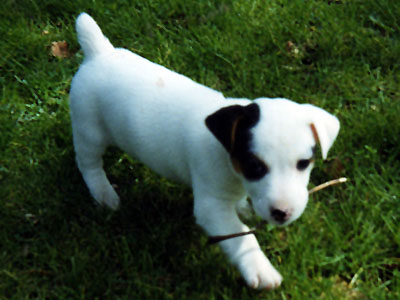 Holly carrying a twig