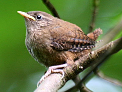 Juvenile Wren Troglodytes troglodytes