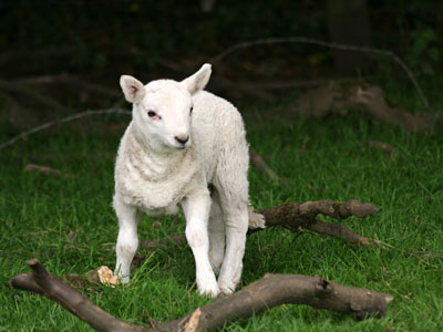 Welsh Mountain Lamb Ovis aries
