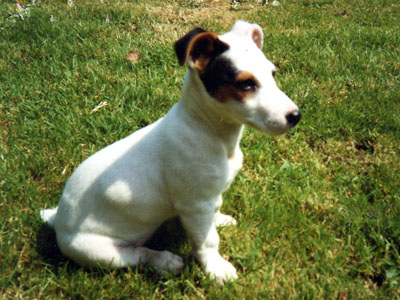 A puppy on the lawn