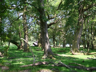 Oak Woodland