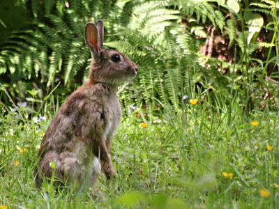 Rabbit Oryctolagus coniculus