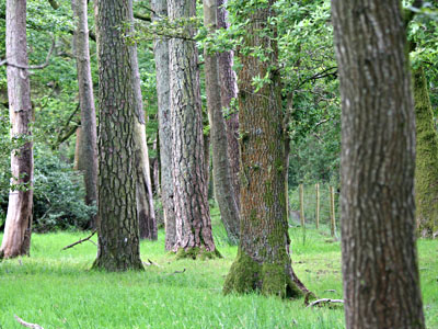 A stand of Scots Pine and Welsh Oak Pinus sylvestris and Quercus petraea