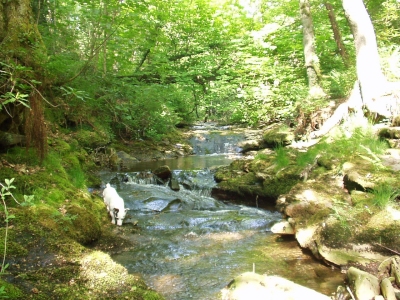 Upland Stream