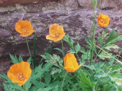 The Welsh Poppy Meconopsis cambrica