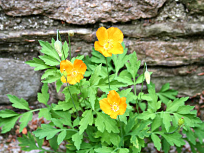 Welsh Poppy Meconopsis cambrica